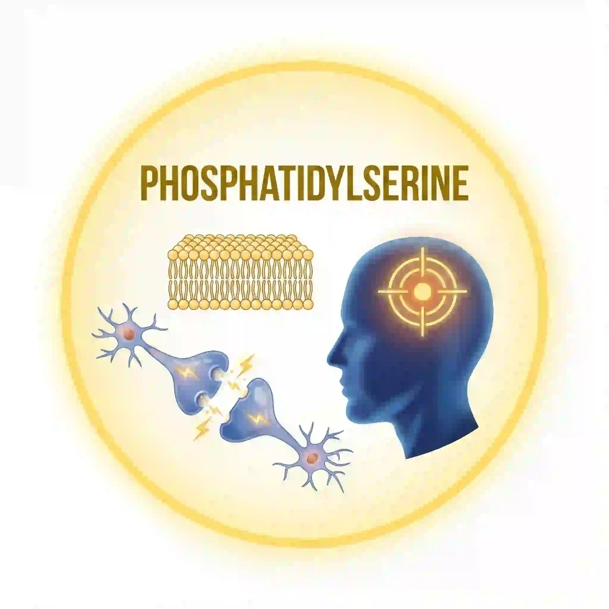 Phosphatidylserine in Brain Savior for neuron communication support